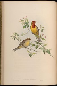 Emberiza luteola = Emberiza brunniceps de John Gould